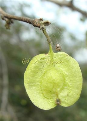  Fruit (Samara)